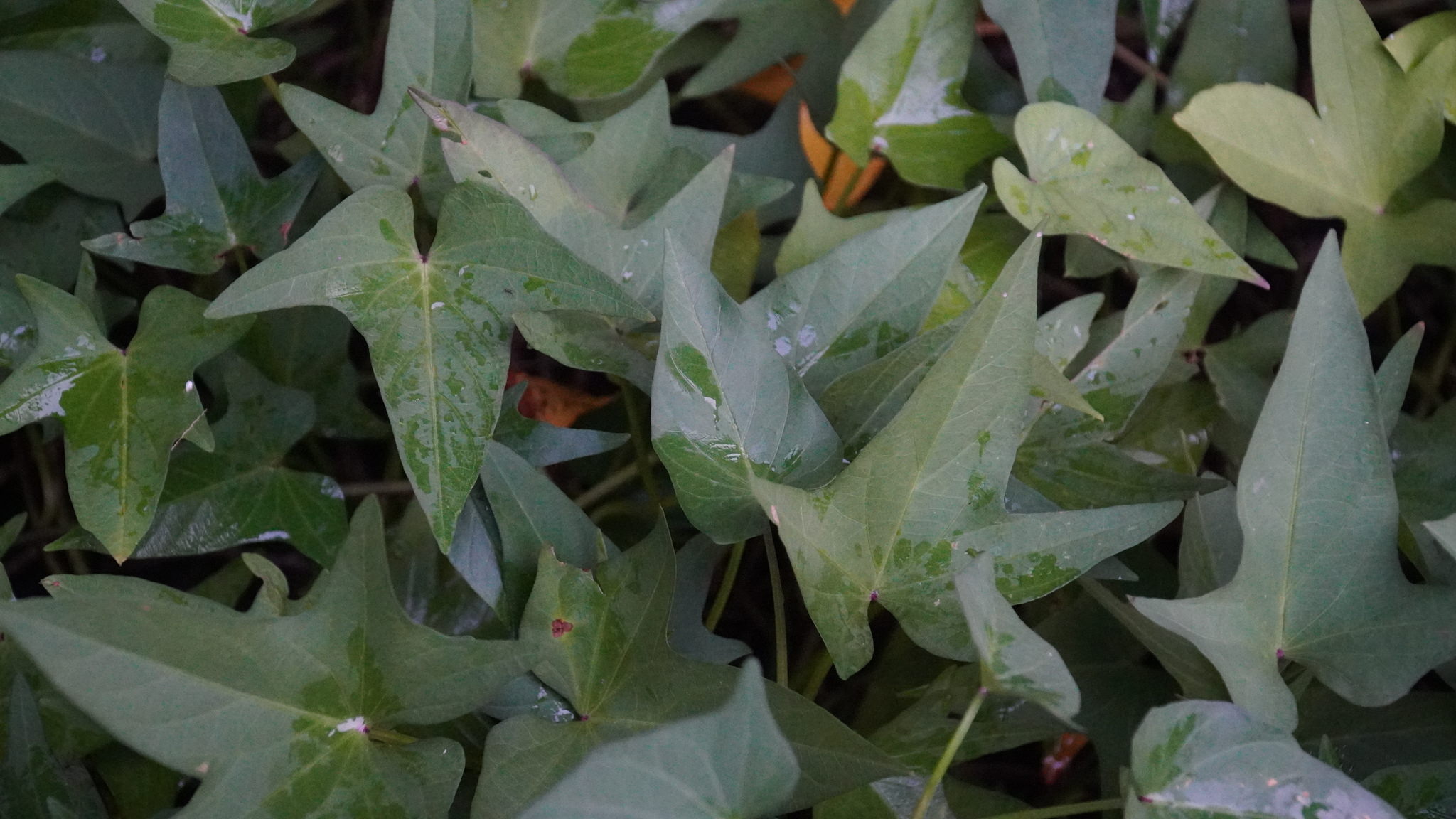 Ipomoea batatas